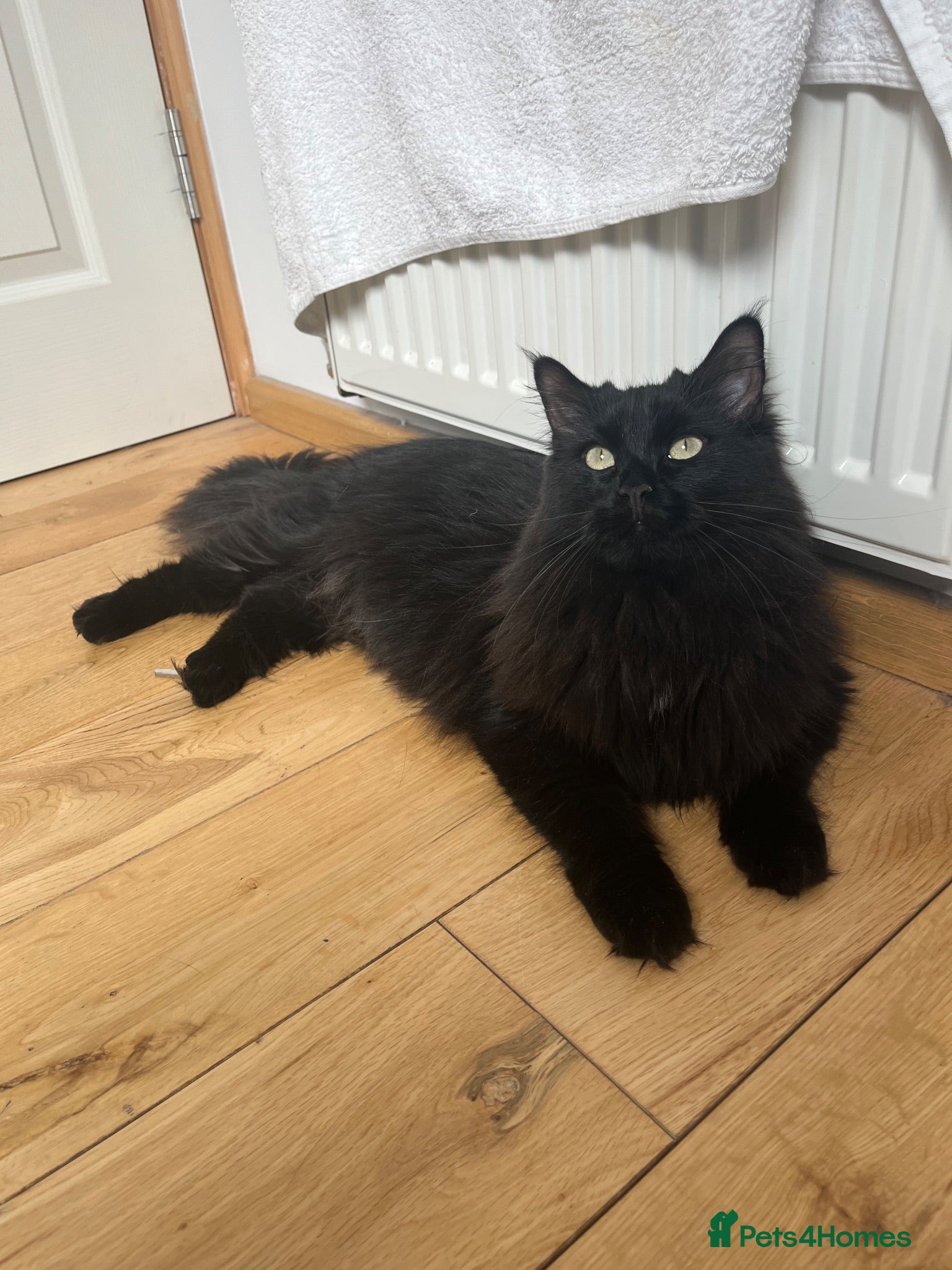 Ragcoon cats REHOMING NEEDED STUNNING RAGCOON - Advert 1