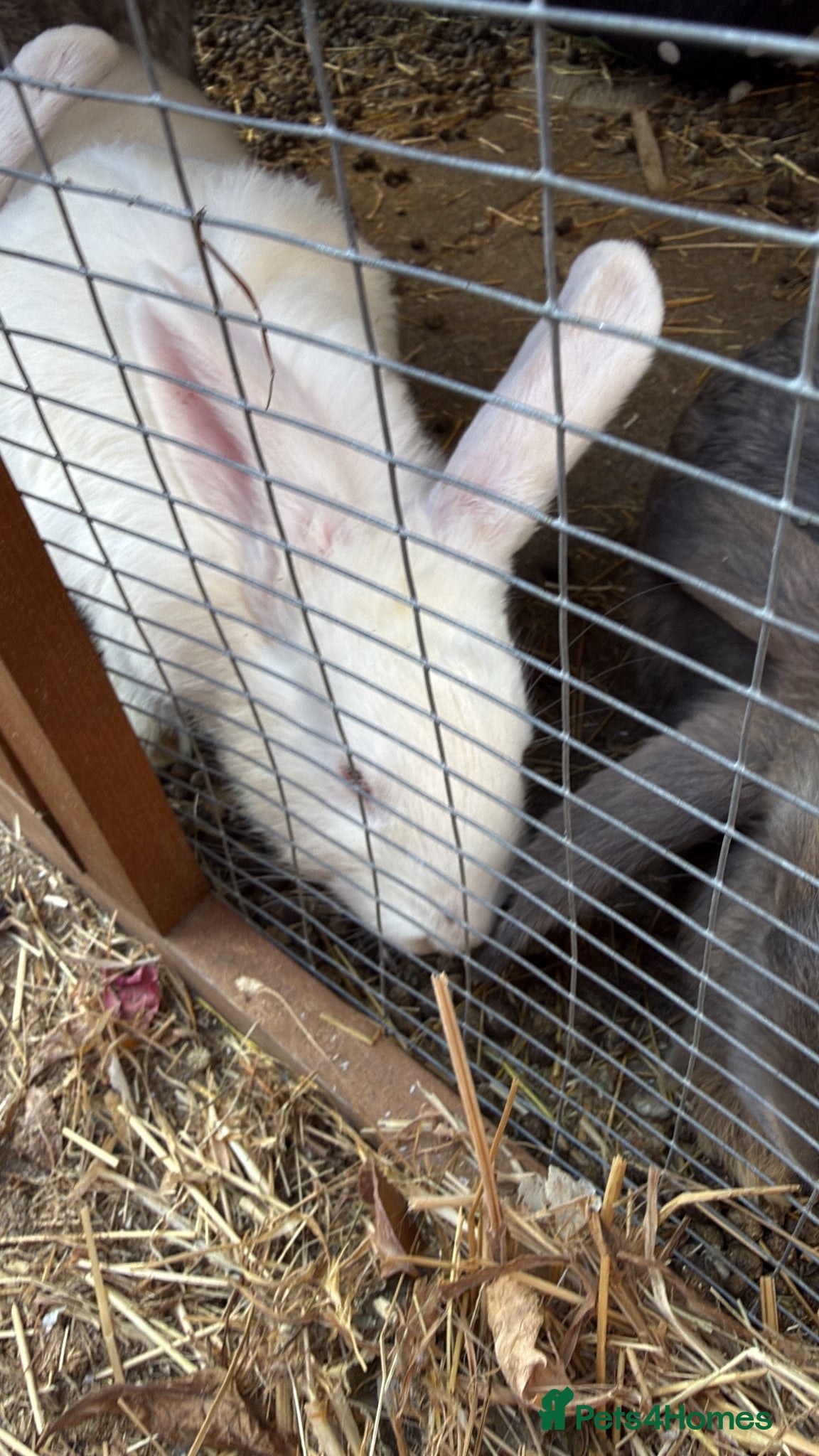 Mixed Breed rabbits Baby bunnies  - Advert 13