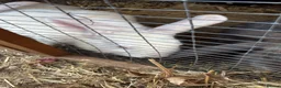 Mixed Breed rabbits for sale: Baby bunnies  in Bracknell - Advert 1