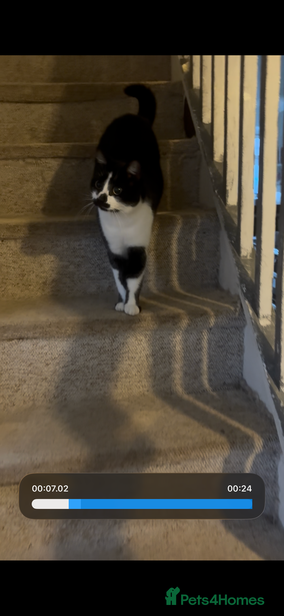 Mixed Breed cats for sale: 2 female cats - Advert 8