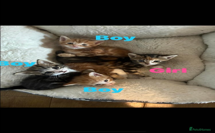 Domestic Shorthair cats Beautiful tabby kittens available - Advert 3