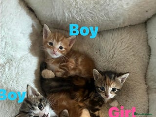 Domestic Shorthair cats Beautiful tabby kittens available - Advert 5