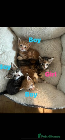 Domestic Shorthair cats Beautiful tabby kittens available - Advert 2