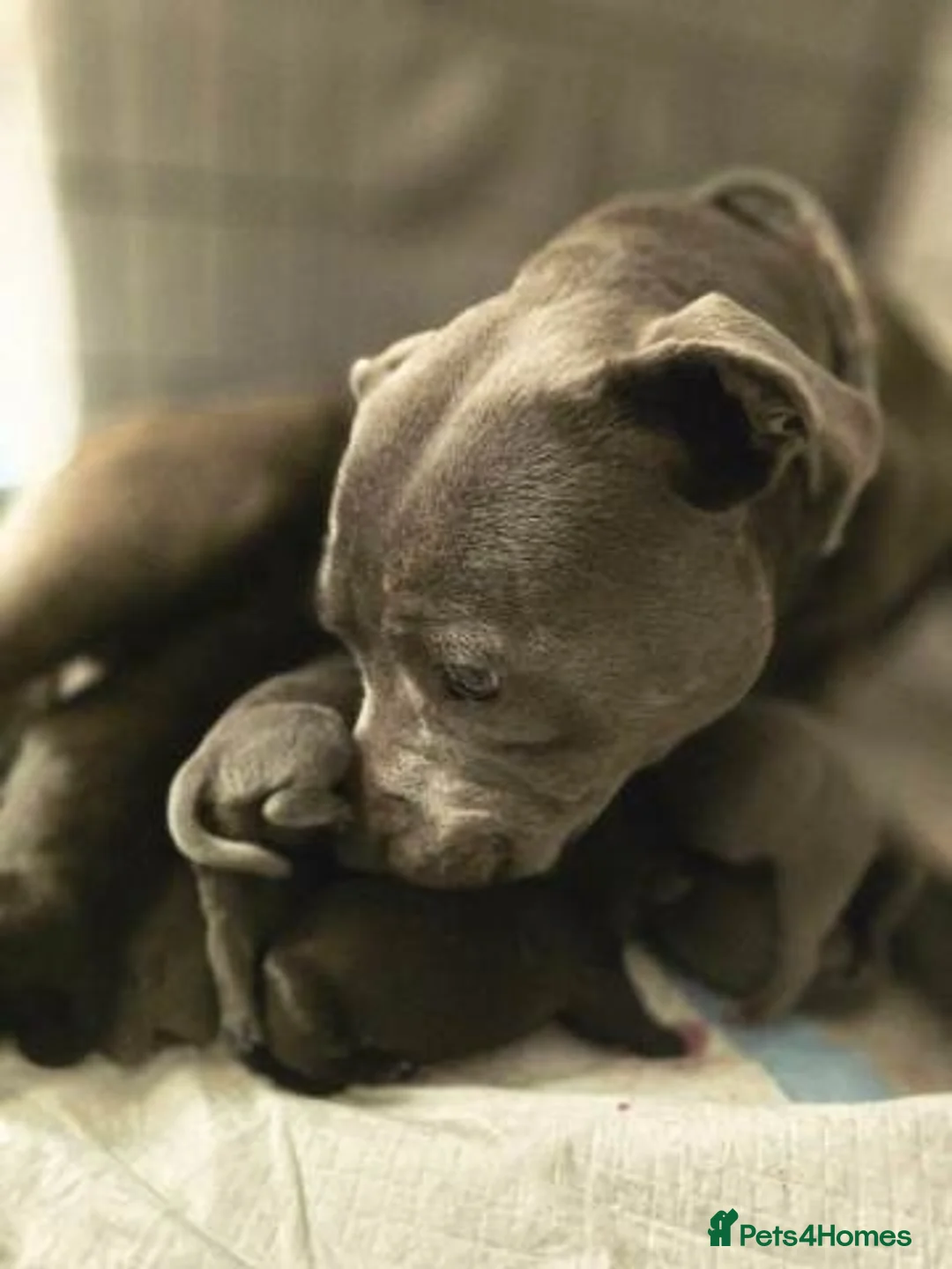 Staffordshire Bull Terrier dogs for sale: Stunning 100% Outstanding Staffy Puppies  - Advert 5