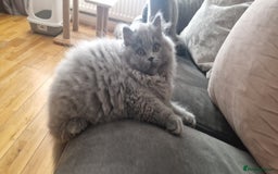 British Longhair cats for sale: british longhair boys - Image 5