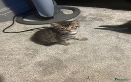 British Shorthair cats for sale: 3 tabby girls, 1 black boy - Image 3