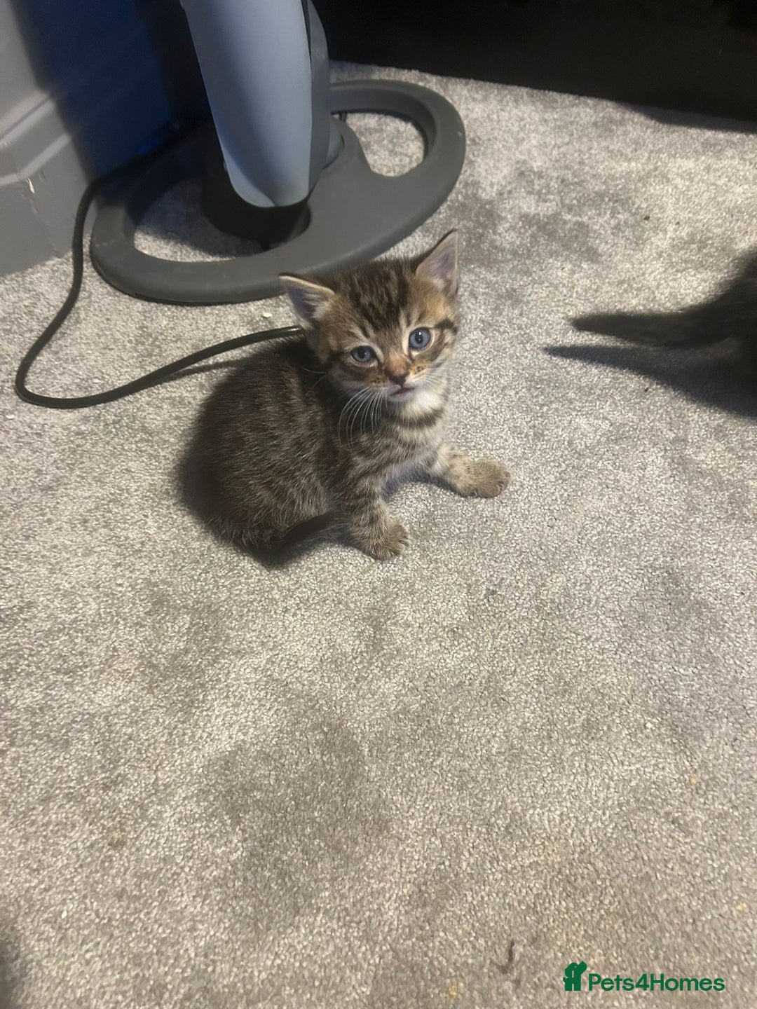 British Shorthair cats for sale: 3 tabby girls, 1 black boy - Image 3