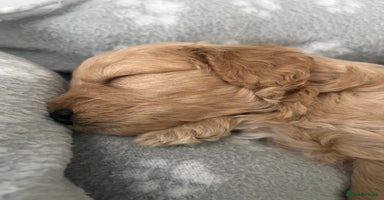 Cockapoo dogs - Advert 7