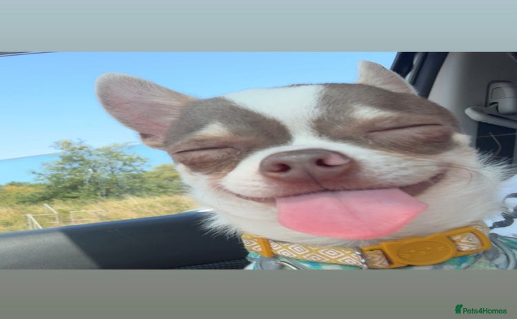 Chihuahua dogs - Advert 3