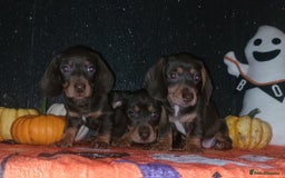 Miniature Dachshund dogs for sale: Miniature dachshunds - Image 1
