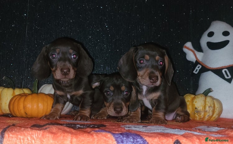 Miniature Dachshund dogs - Advert 14