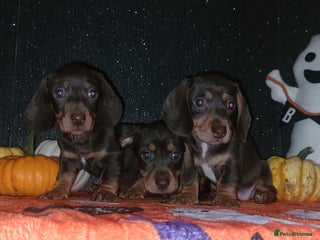 Miniature Dachshund dogs - Advert 5