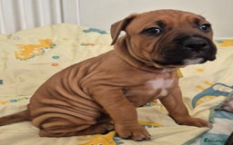 Mixed Breed dogs for sale: Bullmastiff x puppies 🐶  - Advert 8