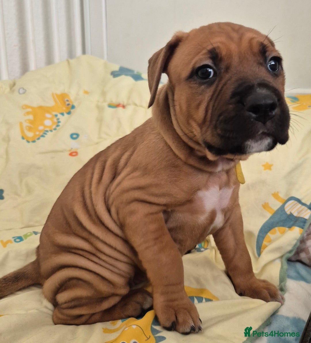 Mixed Breed dogs for sale: Bullmastiff x puppies 🐶  - Advert 8