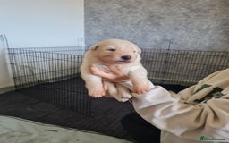 German Shepherd dogs for sale: German shepherd puppies  - Image 2