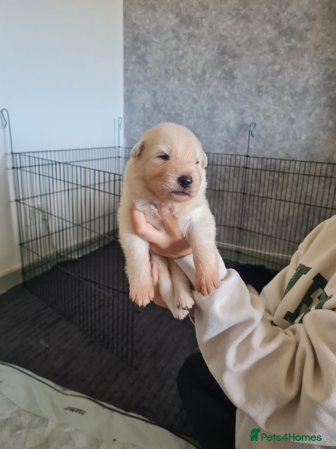 German Shepherd dogs for sale: German shepherd puppies  - Image 2