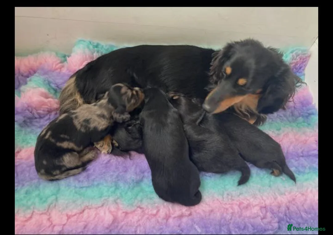 Miniature Dachshund dogs for sale: Longhaired Miniature Dachshund Puppies in Cottingham - Advert 2