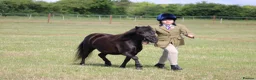 Shetland pony horses for sale: Stunning registered standard Shetland mare - Advert 10