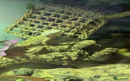 Bearded Dragon reptiles for sale: Dwarf Bearded dragon with enclosure  - Image 3