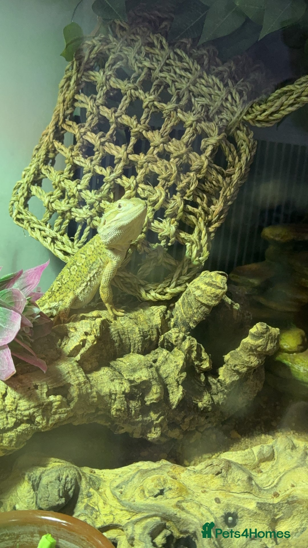 Bearded Dragon reptiles for sale: Dwarf Bearded dragon with enclosure  - Image 3