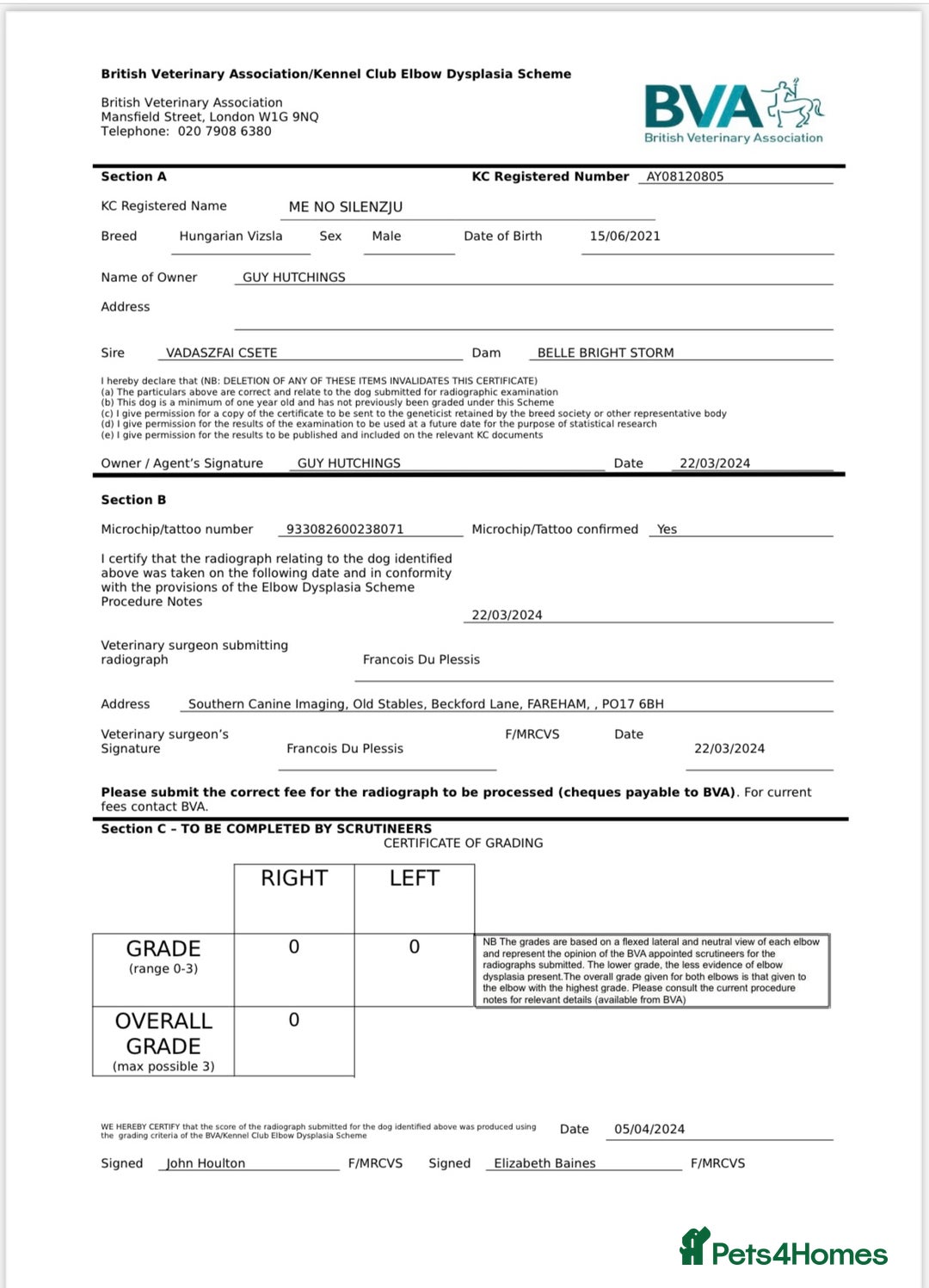 Hungarian Vizsla dogs for stud: KC registered, World Champion blood line stud.  in Horsham - Advert 16