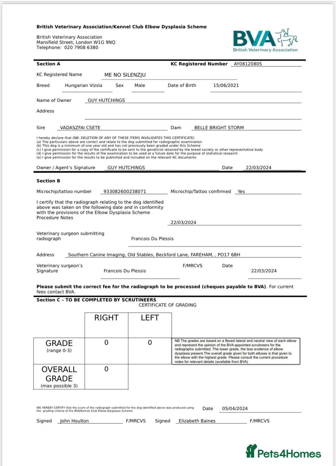 Hungarian Vizsla dogs for stud: KC registered, World Champion blood line stud.  - Advert 16