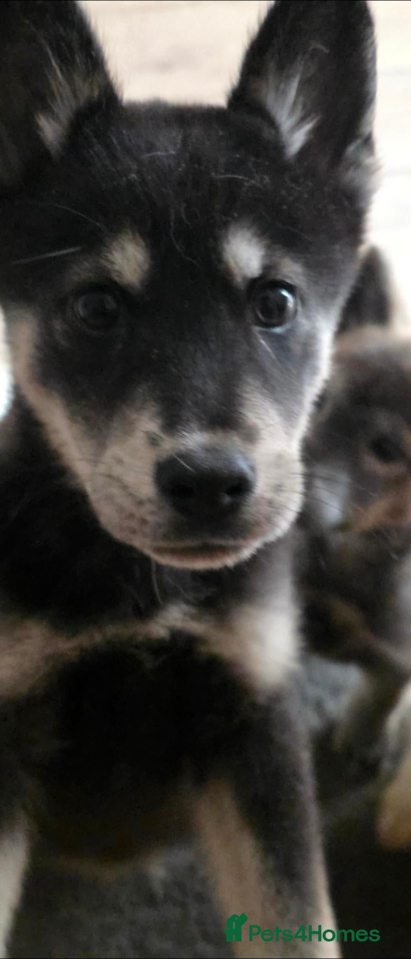 Mixed Breed dogs 5 adorable female chowskis  - Advert 2