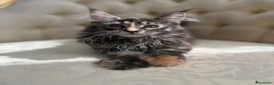Maine Coon 3