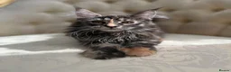 Maine Coon cats for sale: Mane coon kittens  - Advert 5