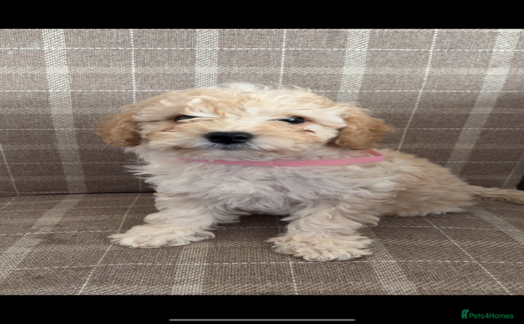 Cockapoo dogs - Advert 11