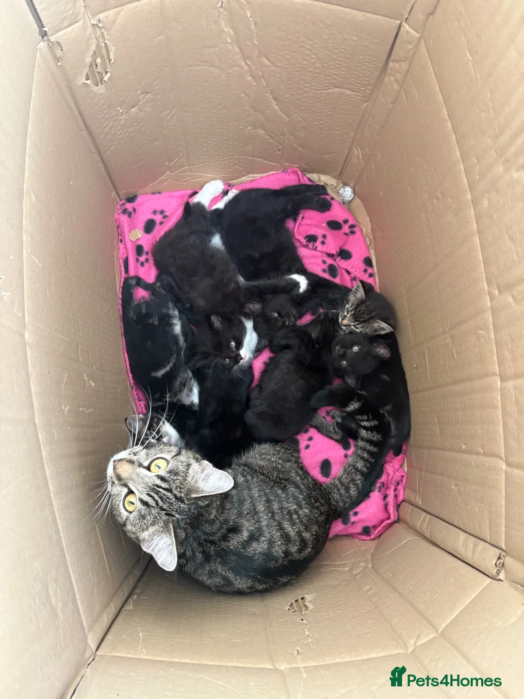 Mixed Breed cats for sale: Bengal X Kittens - Advert 2