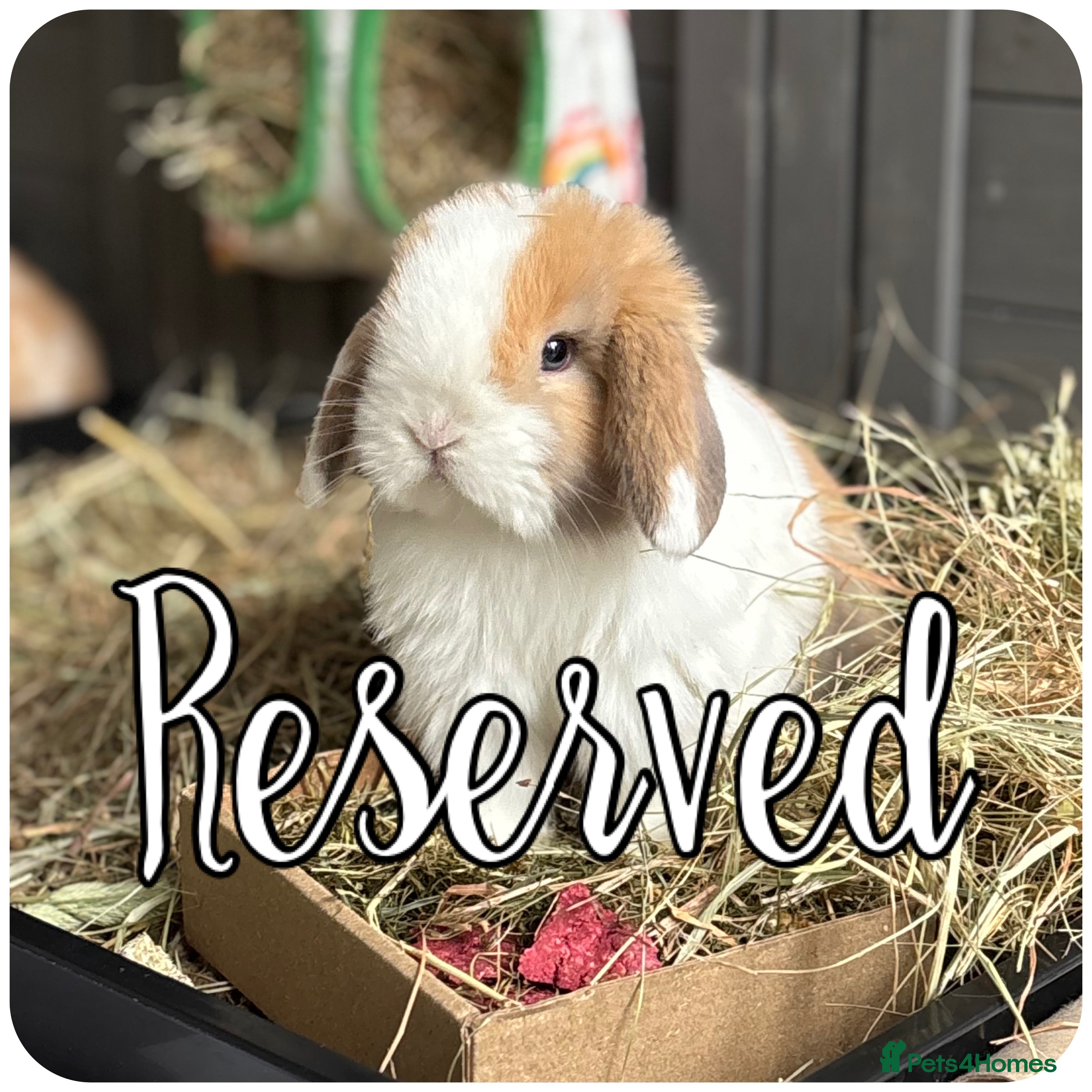 Mini Lop rabbits All reserved - Advert 6