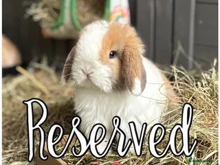 Mini Lop rabbits All reserved - Advert 6