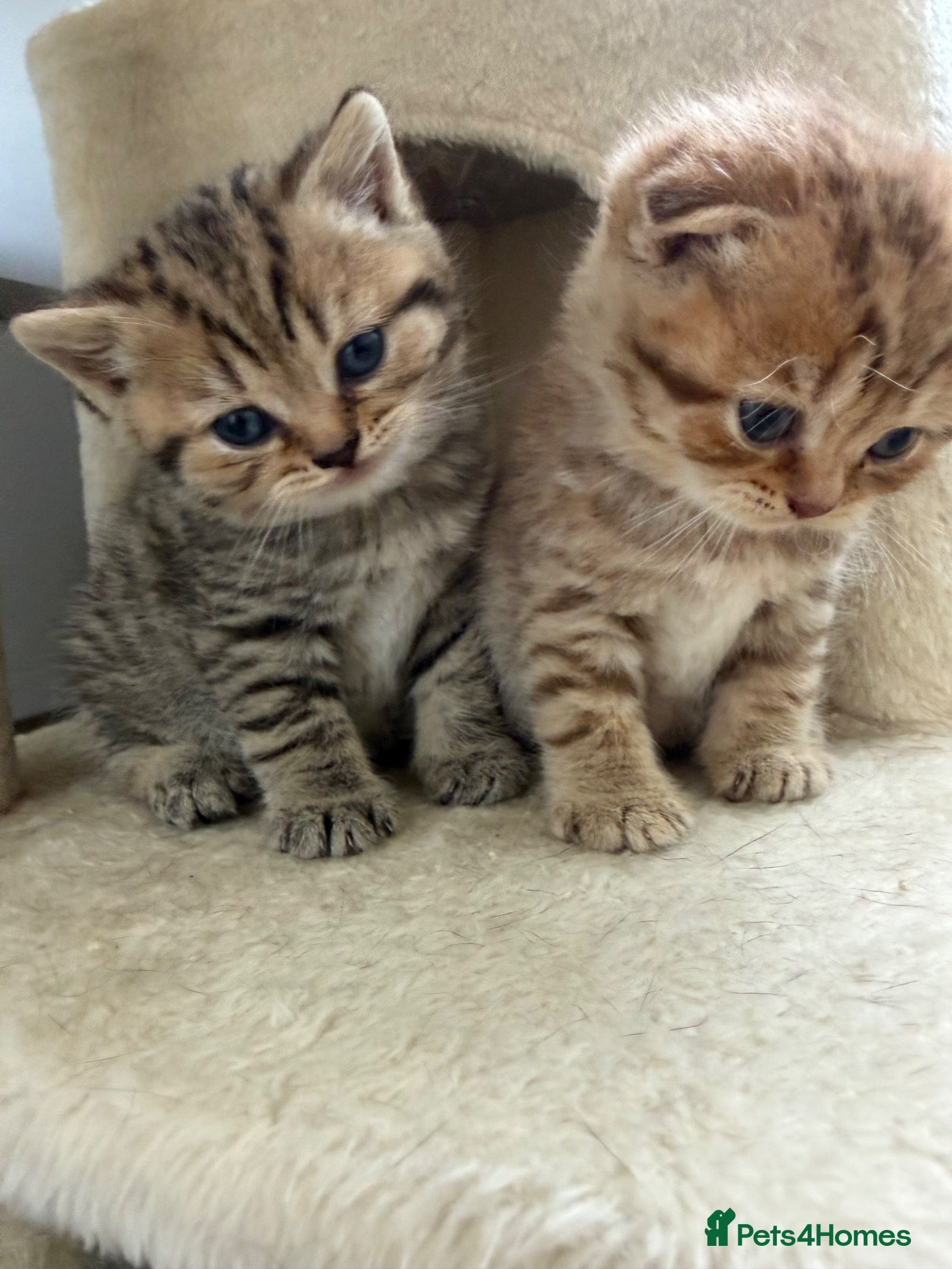 Scottish Fold cats Exceptional litter of Scottish fold/ straight😍😍 - Advert 1