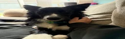 Border Collie dogs for sale: 8 month old border collie.  - Advert 6