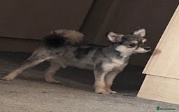German Spitz dogs for sale: German spitz for sale  - Image 7