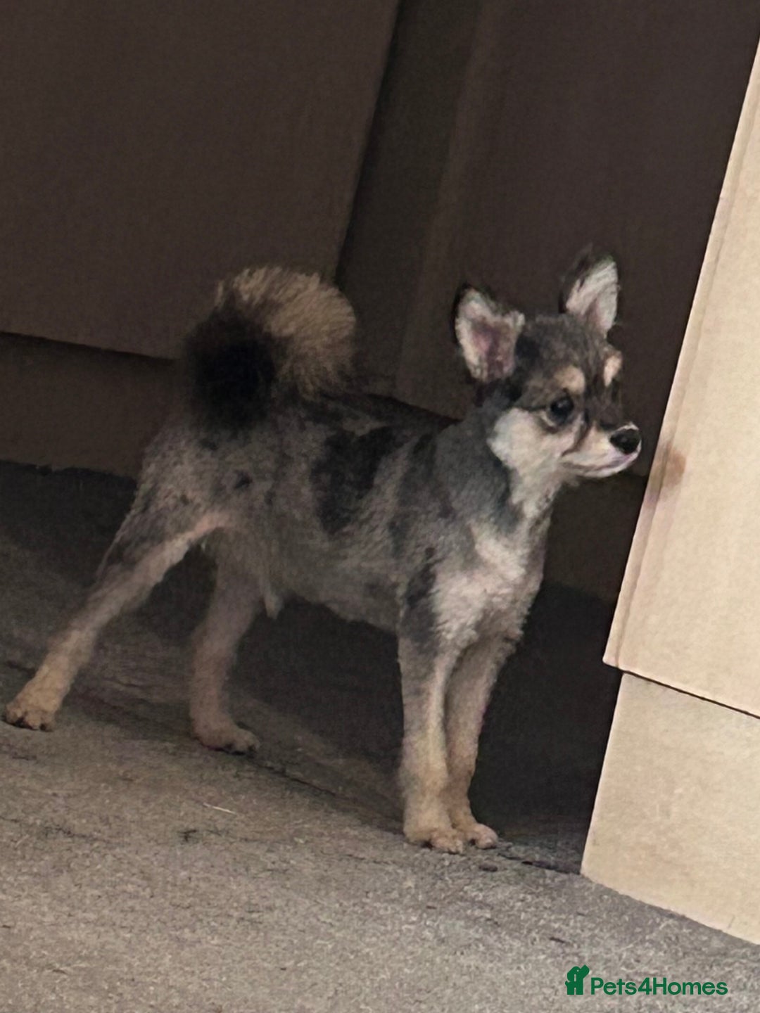 German Spitz dogs for sale: German spitz for sale  - Image 7