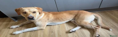 Custard
