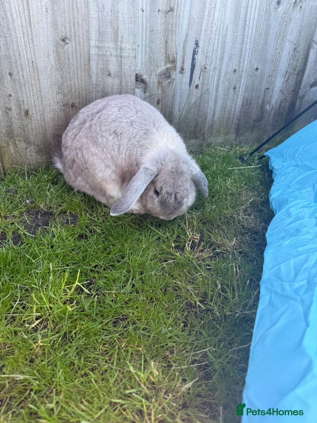 English Lop rabbits for sale: Rabbits for rehoming  in Skelmersdale - Advert 4