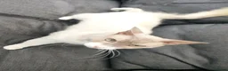 LaPerm cats for sale: Gentle Adult LaPerm male - Advert 4