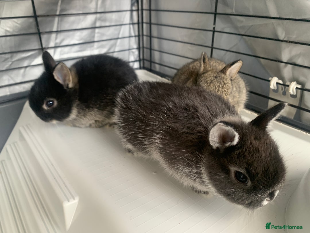 Netherland Dwarf rabbits for sale: Netherland Dwarf Bunnies - 6 left - Image 5