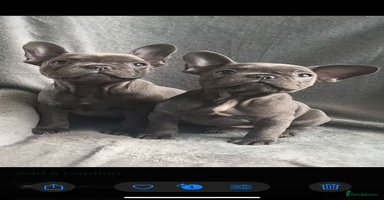 French Bulldog dogs - Advert 9