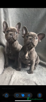 French Bulldog dogs - Advert 9