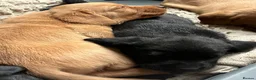 Labrador Retriever dogs for sale: Fox red and black puppies  - Advert 6