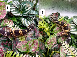 Gecko reptiles Leopard, gargoyle, crested geckos - Advert 6