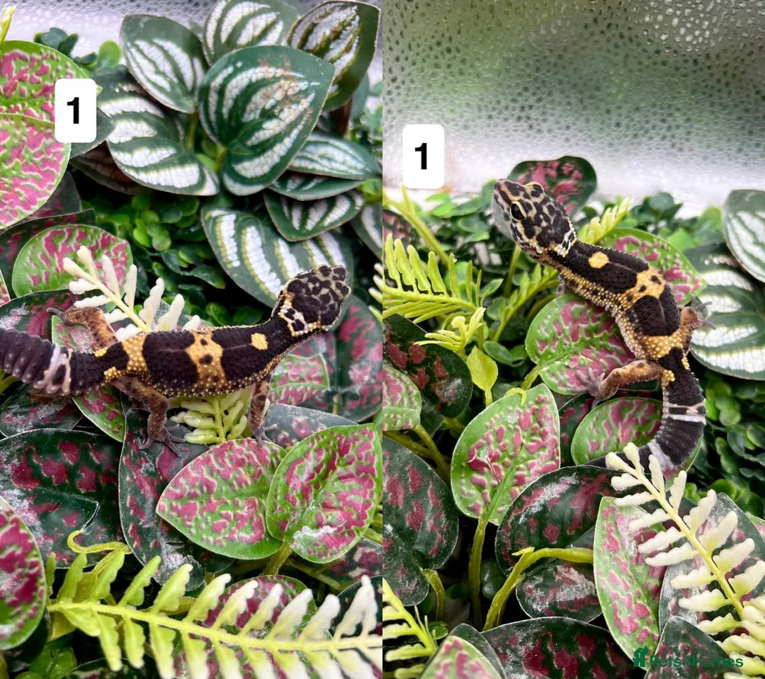 Gecko reptiles for sale: Leopard and crested geckos - Advert 1