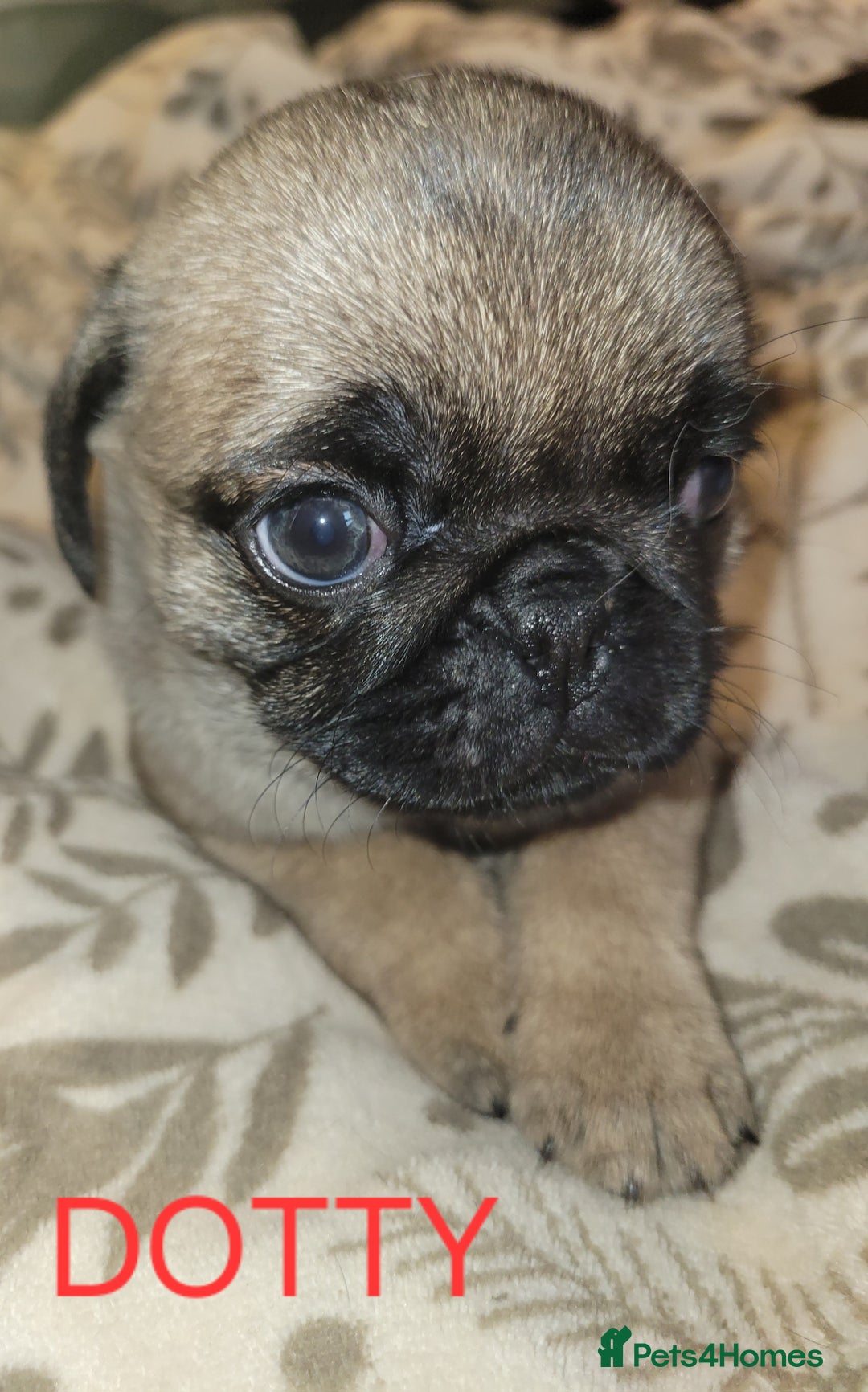 Pug dogs for sale: Gorgeous pug puppies for sale - Advert 4