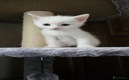 British Shorthair cats for sale: x6 Gorgeous Kittens looking for forever homes - Image 14