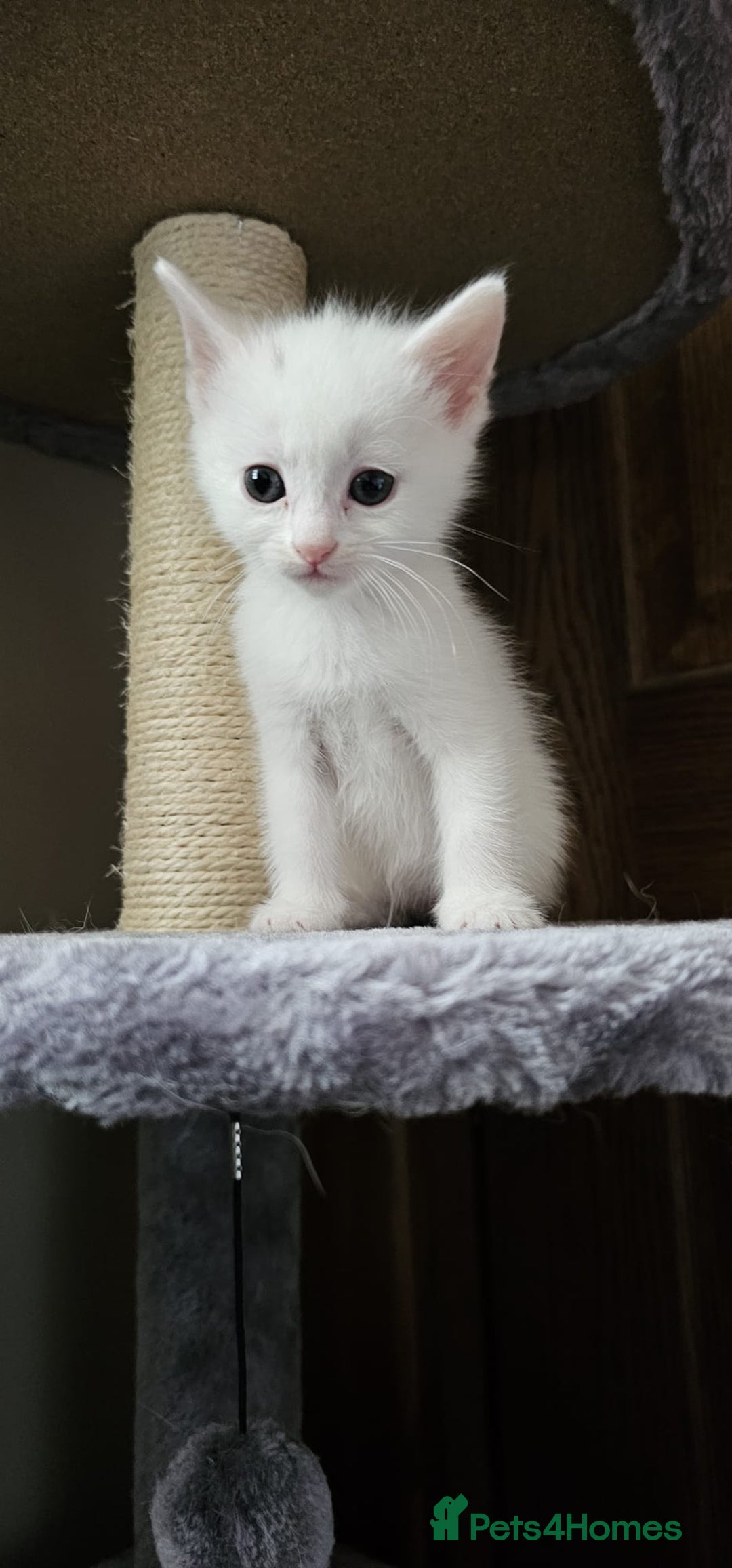 British Shorthair cats for sale: x6 Gorgeous Kittens looking for forever homes - Image 14