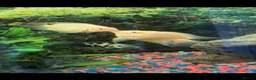Plecos fish for sale: Peppermint plecos  - Advert 2